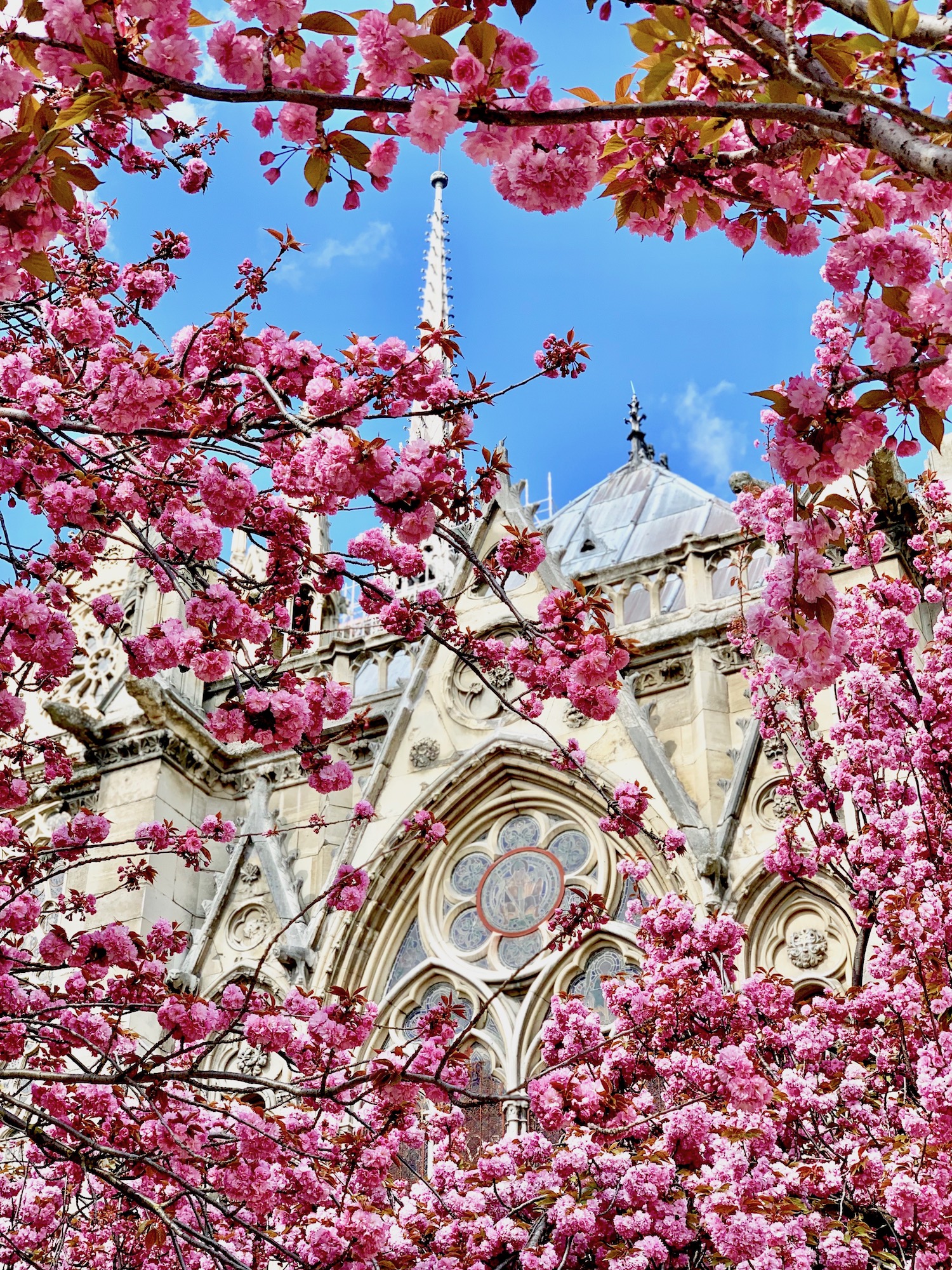 Notre Dame Cherry Blossoms 2019
