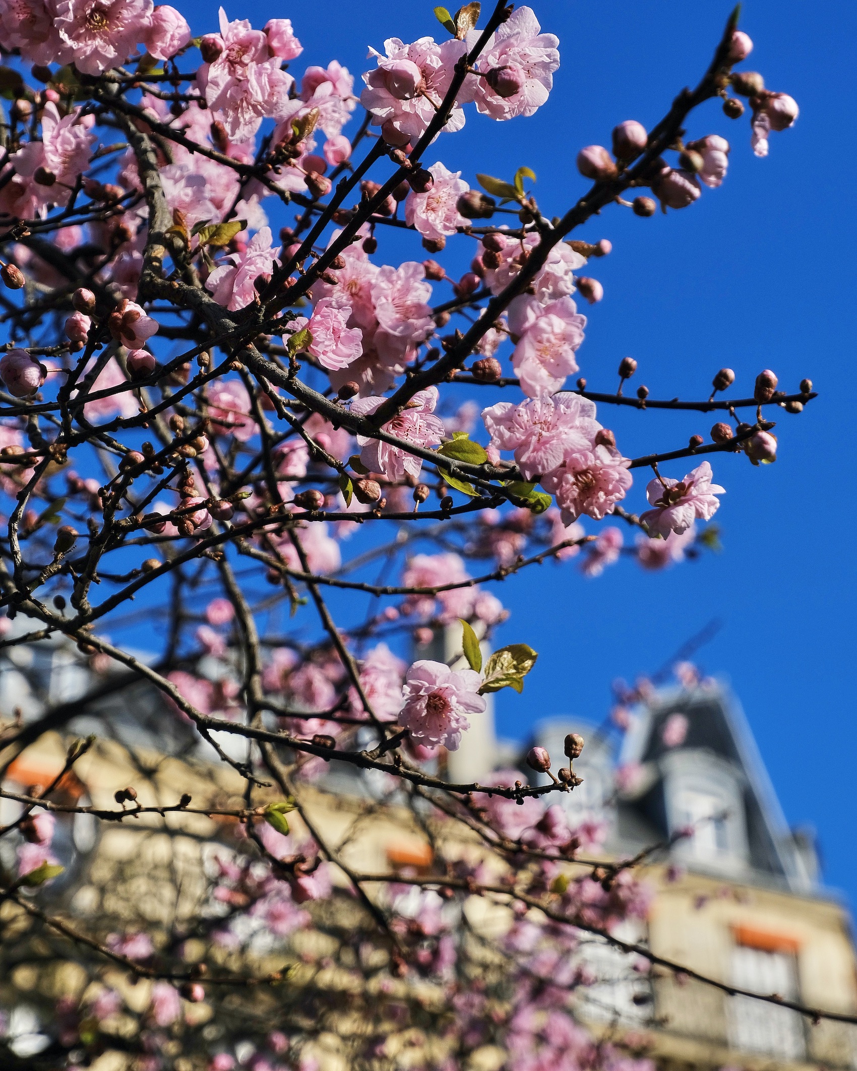 Paris in Bloom Where to See Early Spring Flowers Landen Kerr