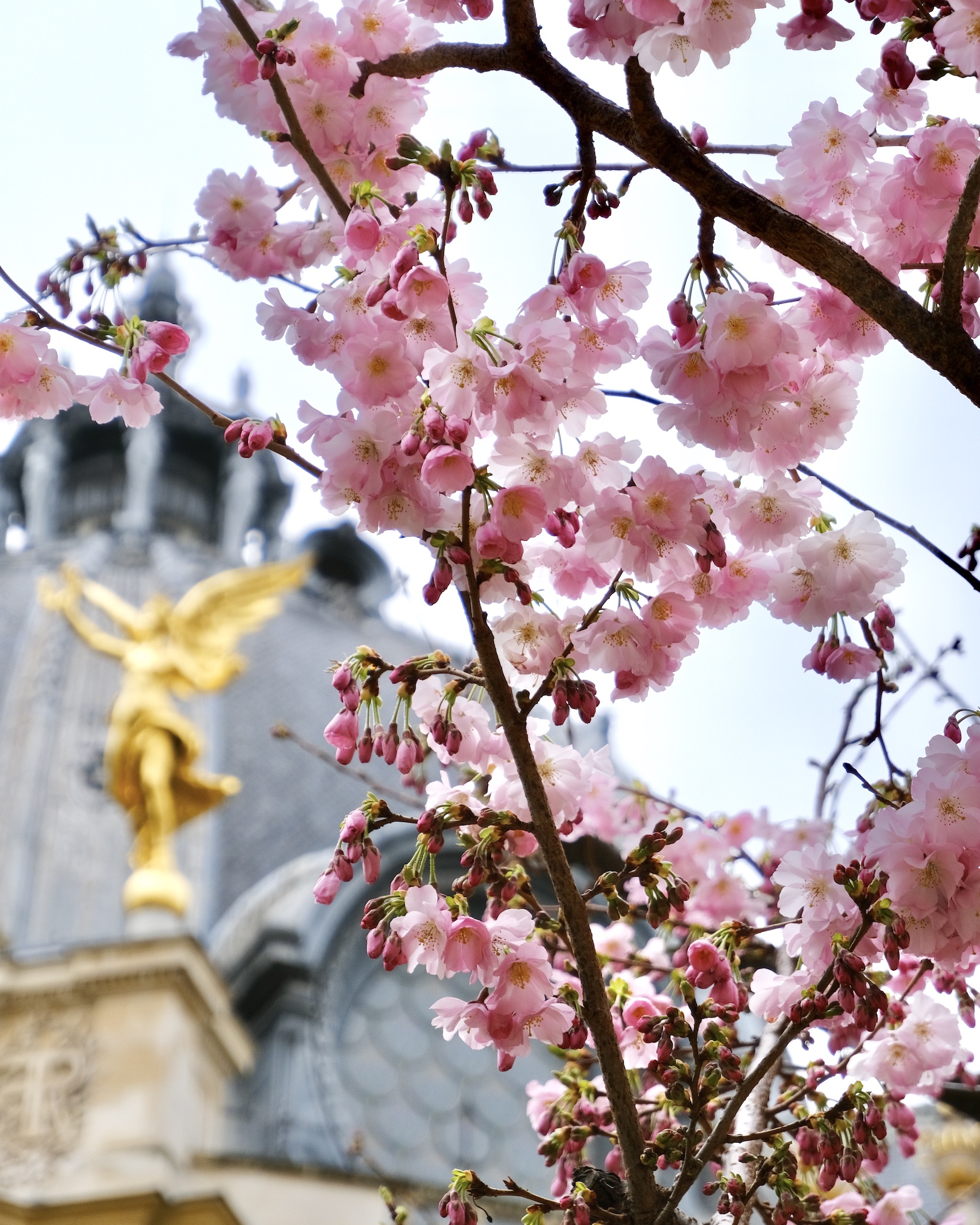 Traveling Alone in Paris Petit Palais Cherry Blossoms