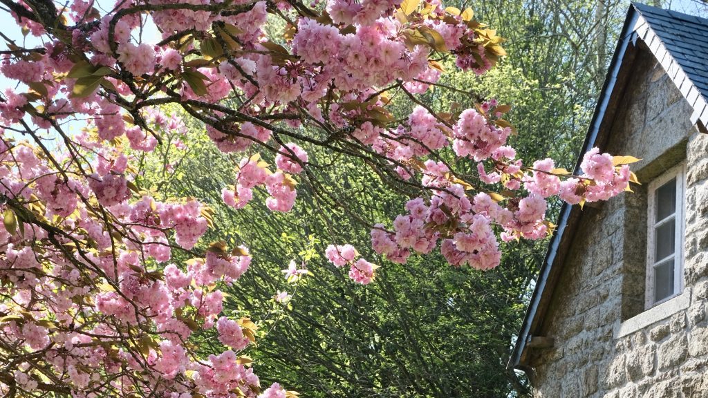 Five Friday Finds from France Cherry Blossoms