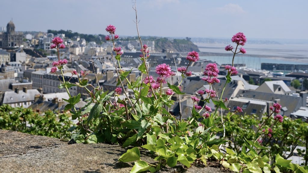 Confinement Week Eight in Normandy Granville