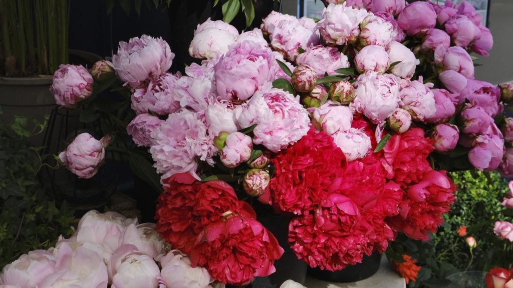 June Five Friday Finds from France Peonies including Ruinart's eco-packaging