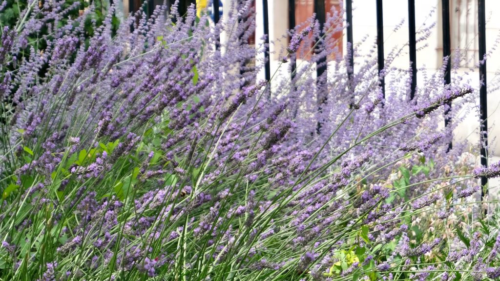 Provence in Paris Lavender featured