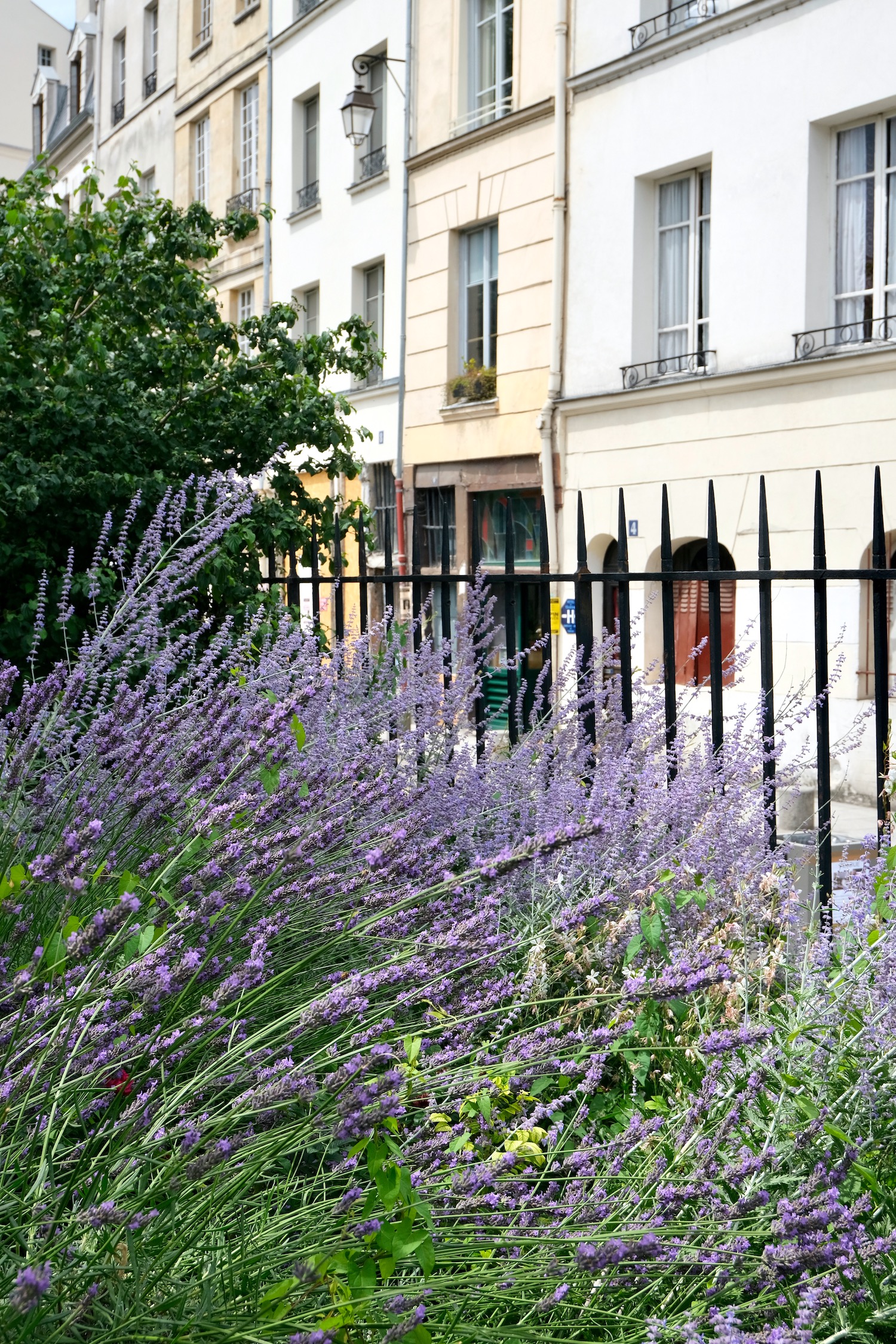 Provence in Paris: Where to See Lavender in Paris