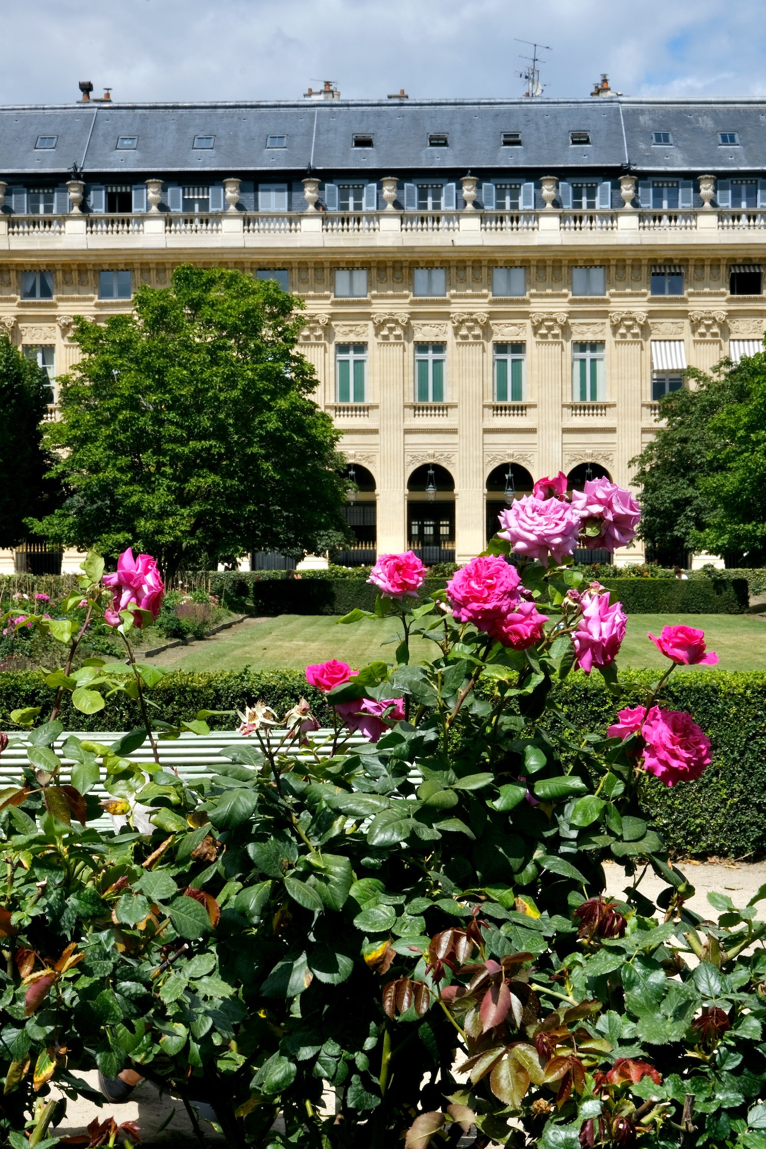 Pink Roses Jardin du Palais Royal