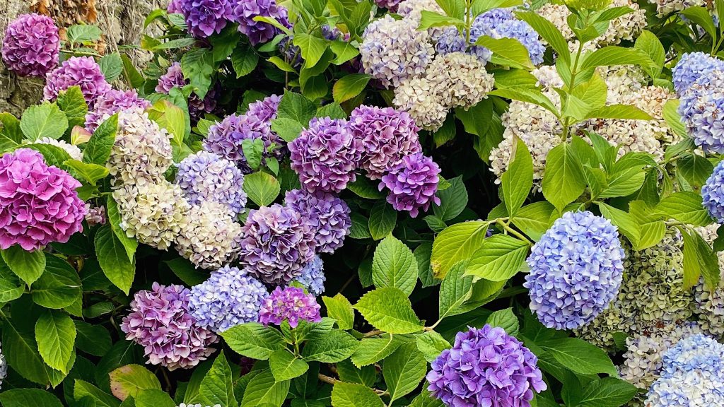 A Weekend in Carolles hydrangeas featured