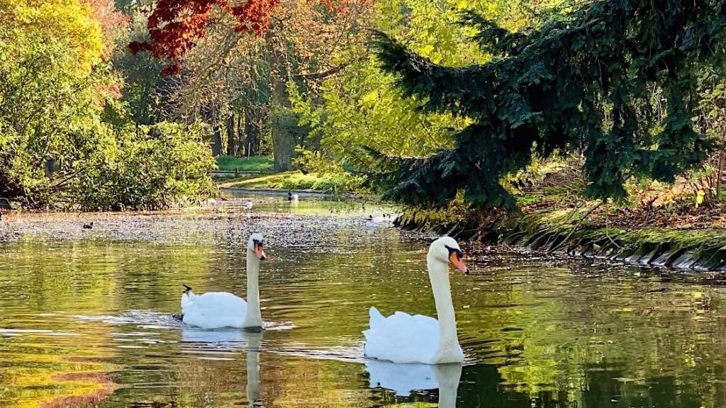 Five Friday Finds From France Swans Bois de Boulogne featured Van Gogh in Arles