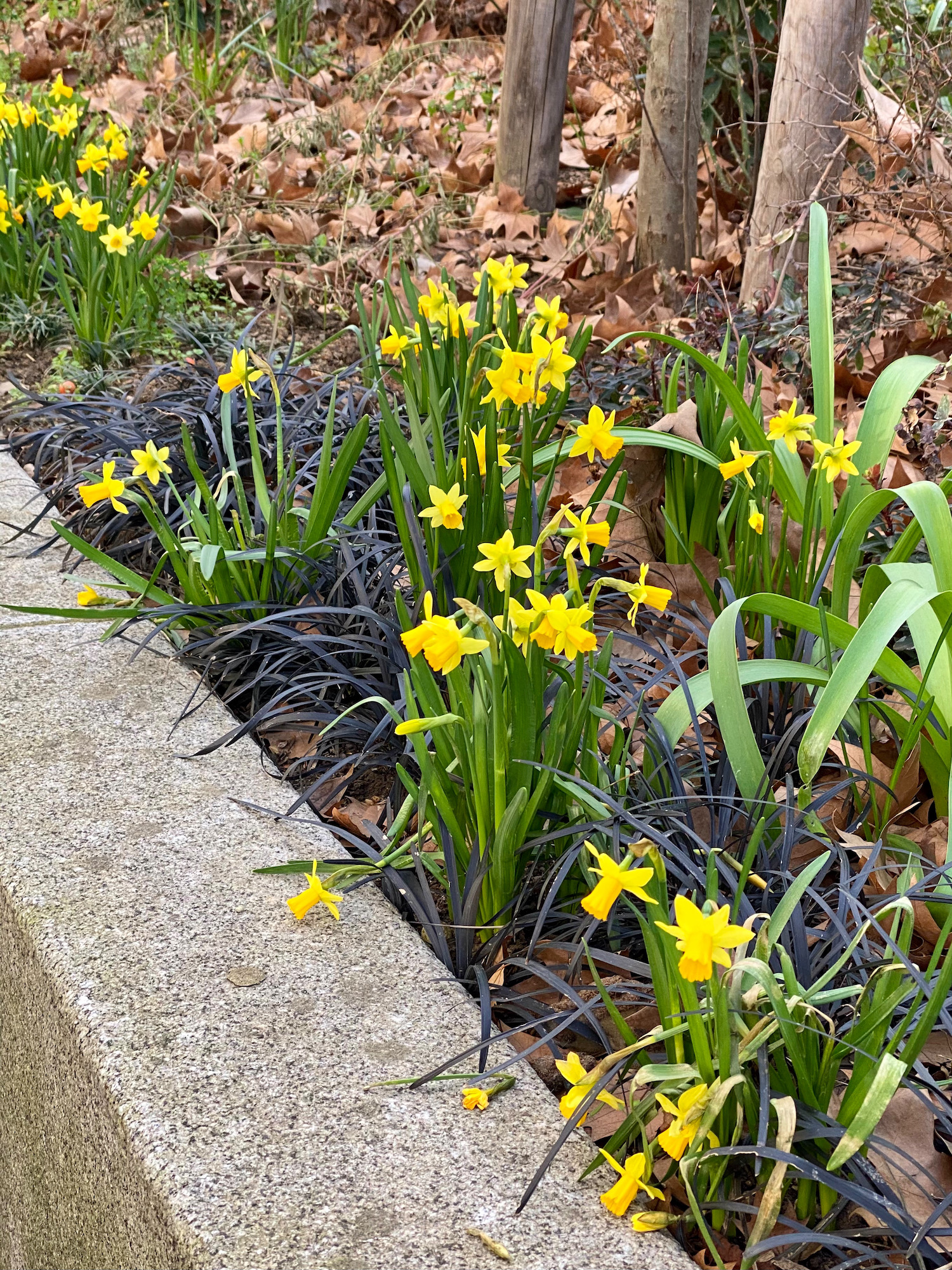 daffodils paris