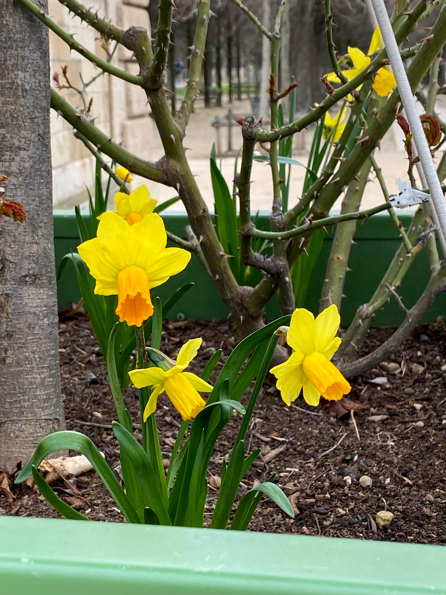daffodils tuileries paris