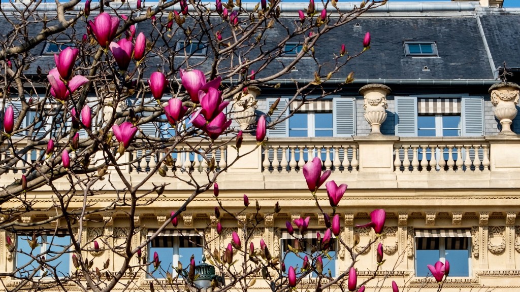 palais royal magnolias featured