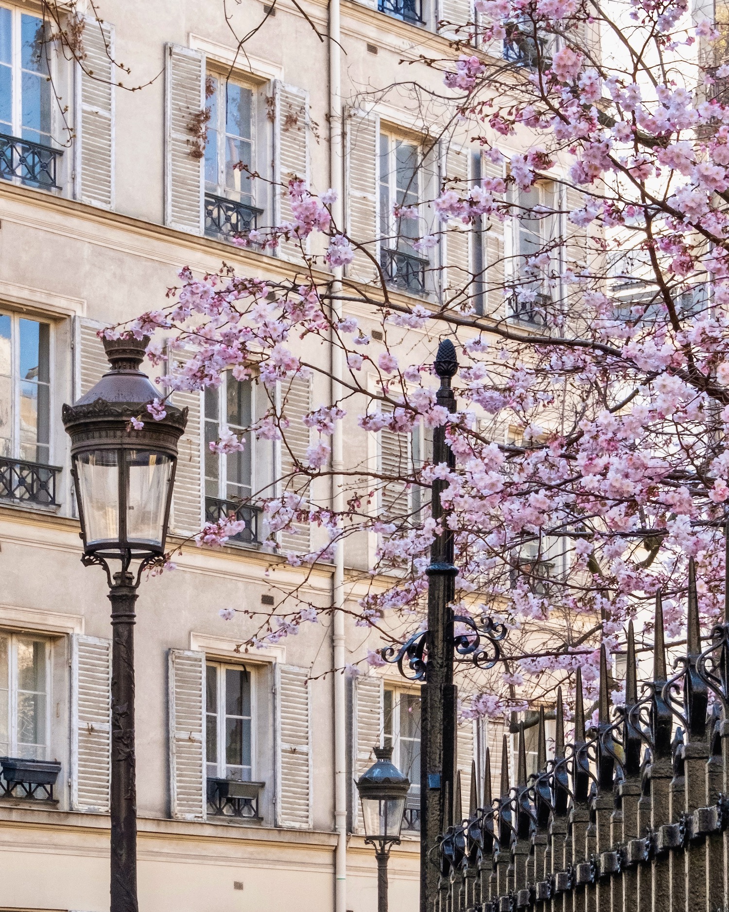 paris cherry blossoms featuring live music in saint-germain-des-prés