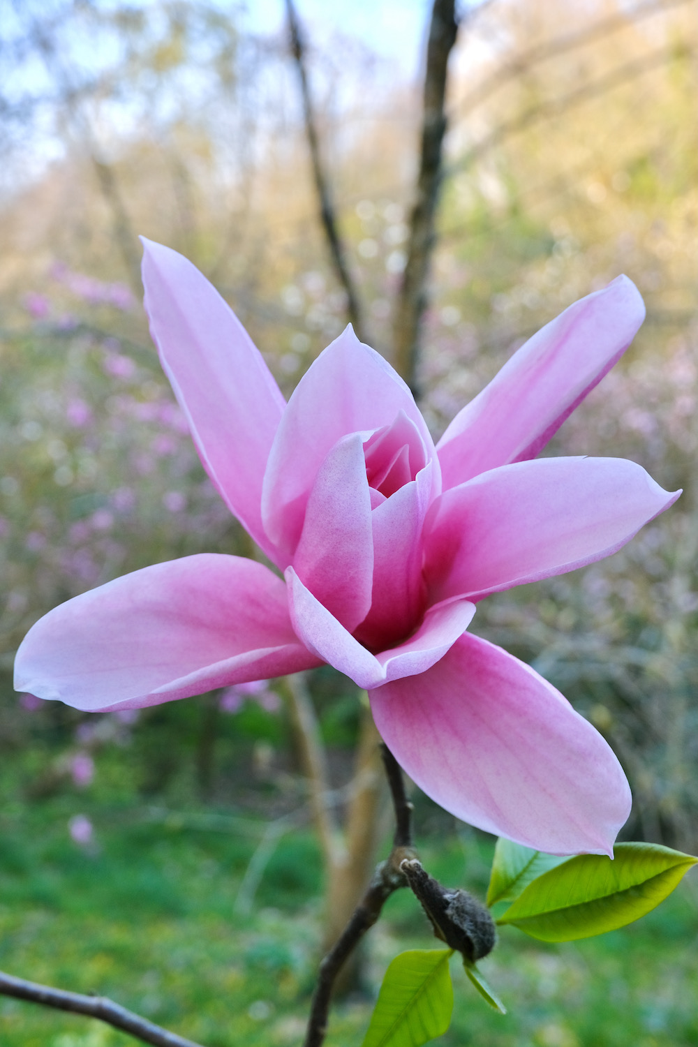 pink magnolia in a botanical garden in normandy