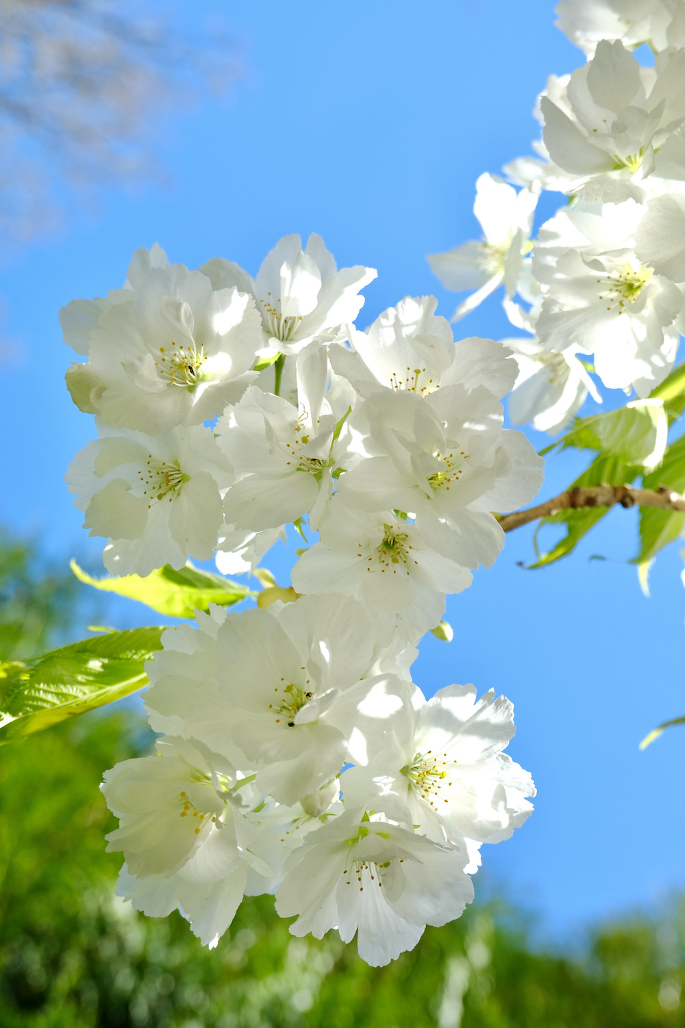 white flowers in normandy