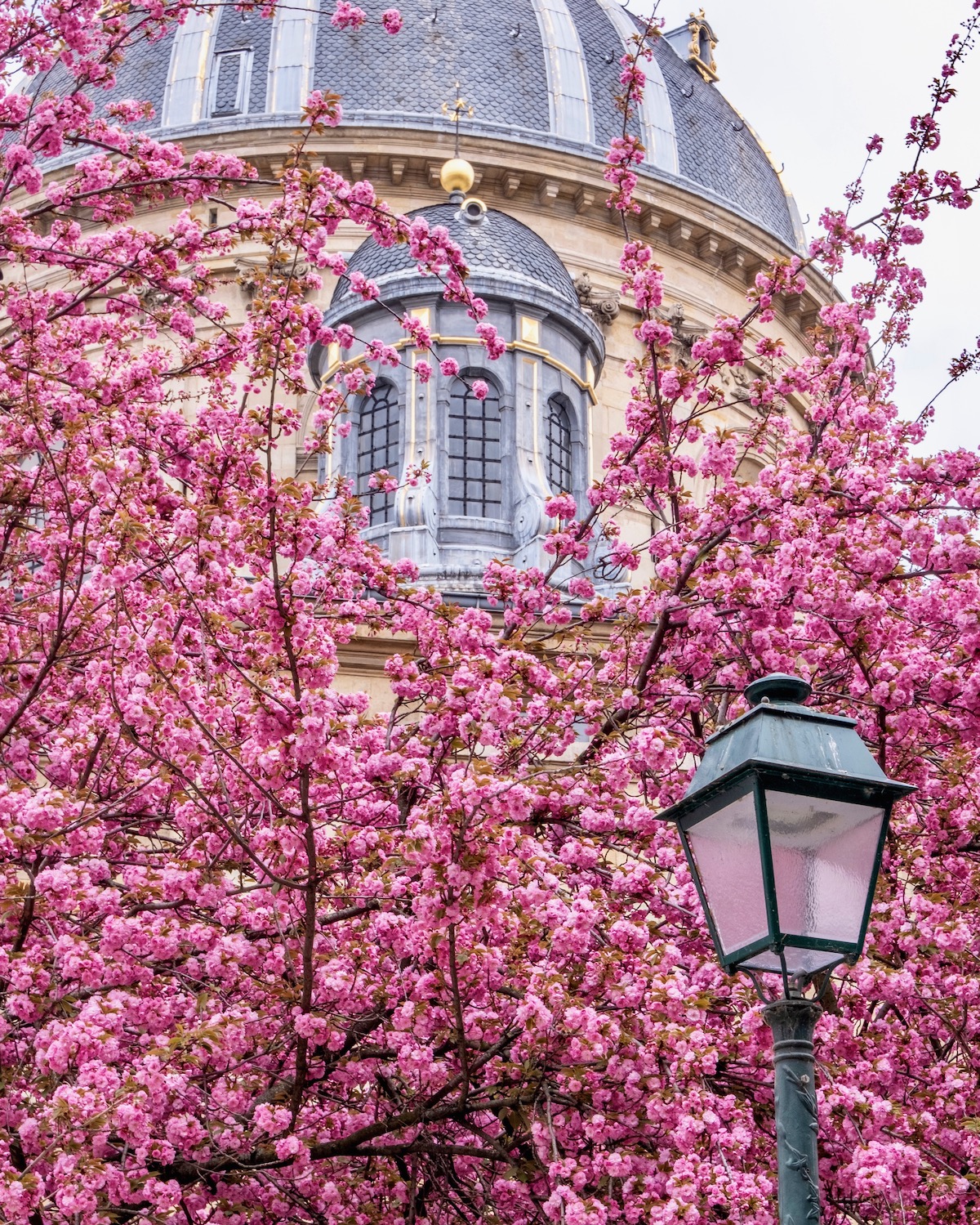 april in paris cherry blossoms institut de france