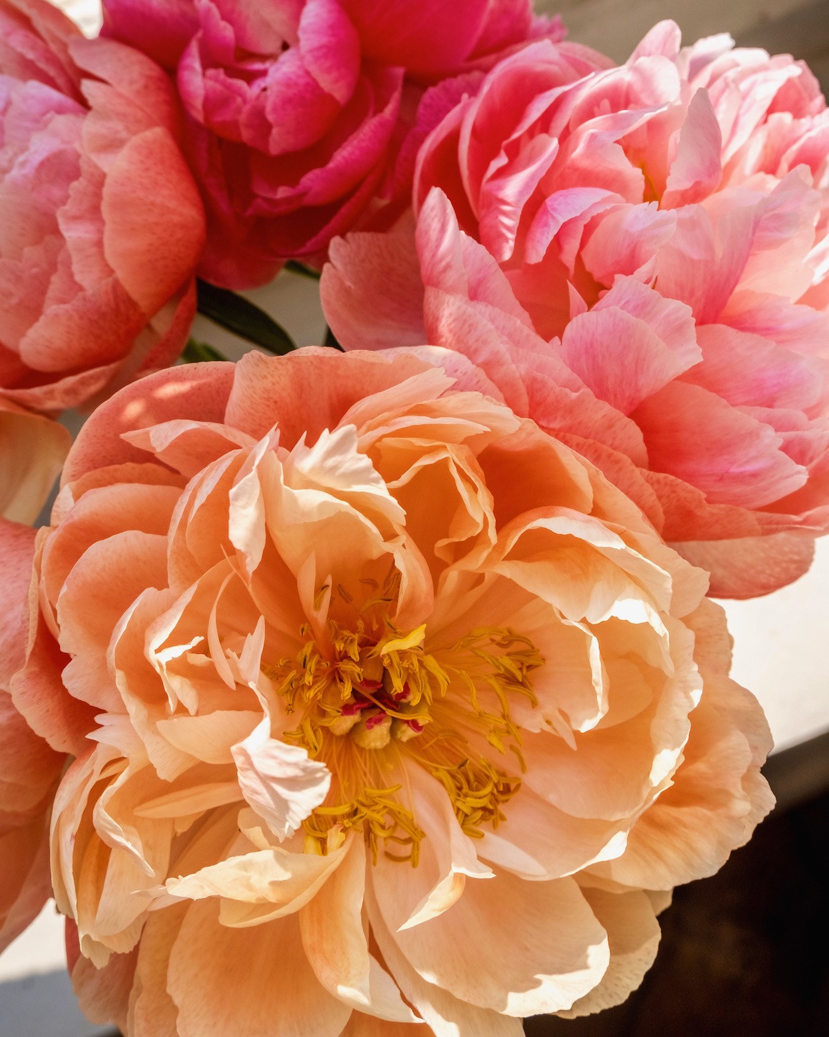 coral peonies