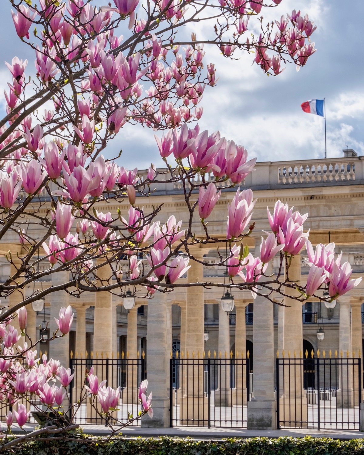 palais royal magnolias
