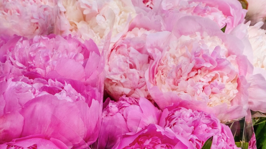 rue du bac pink peonies featured