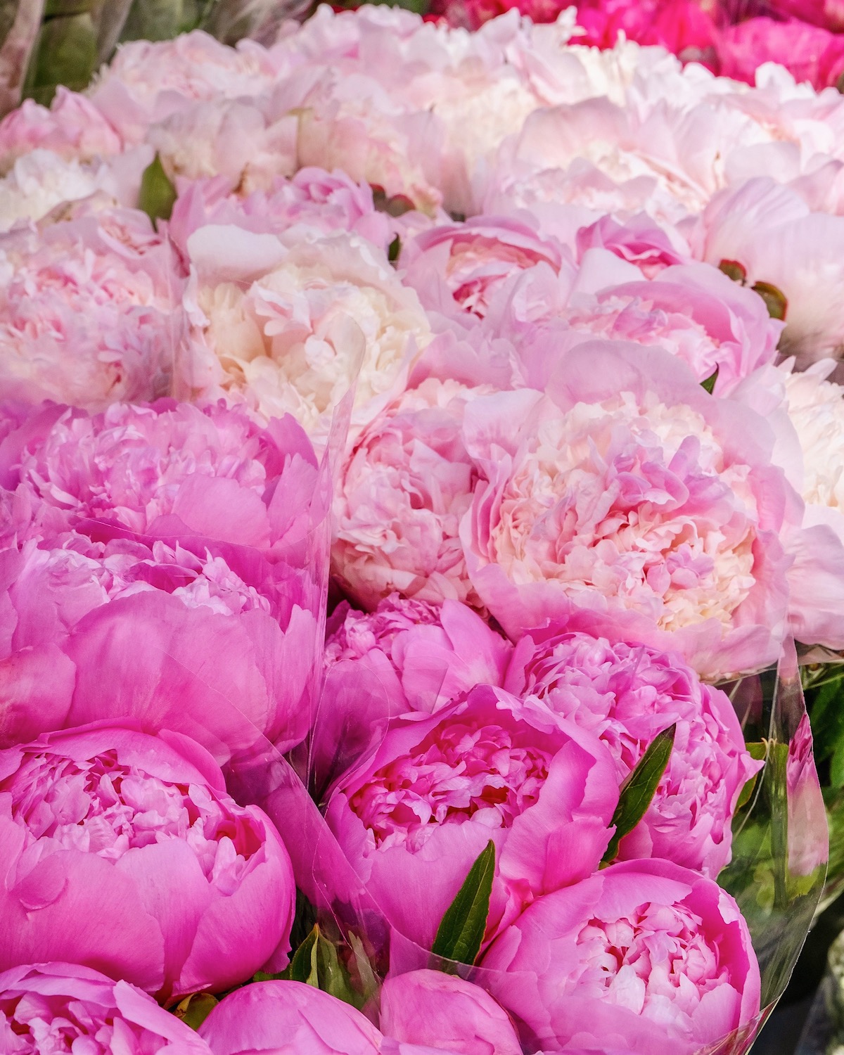 weekend links rue du bac pink peonies featured