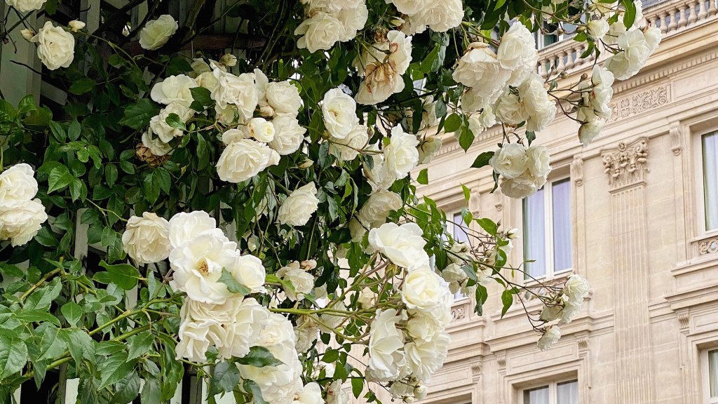 white roses featured