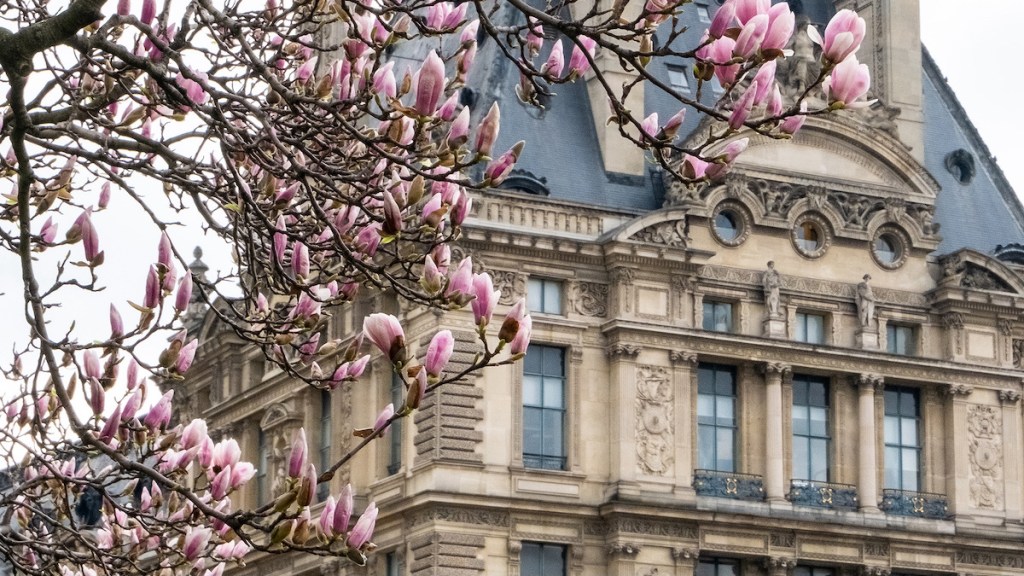 pink mangolias and the louvre preview