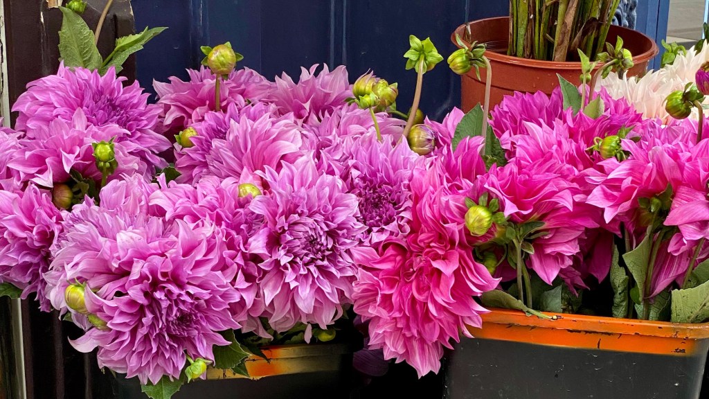 pink dahlias in paris