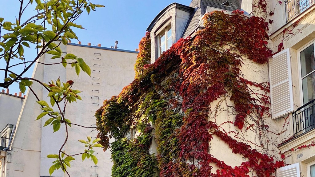 ivy on the left bank. in paris