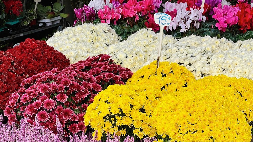 fall flowers in paris featured