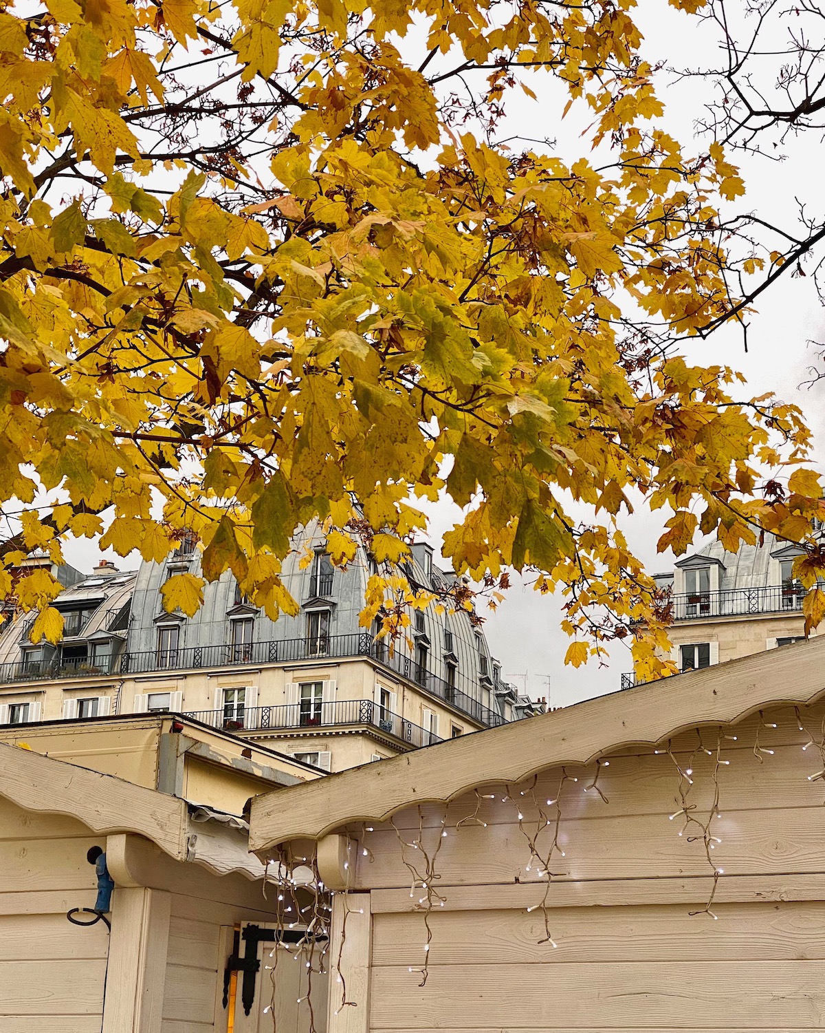 winter and fall in the tuileries