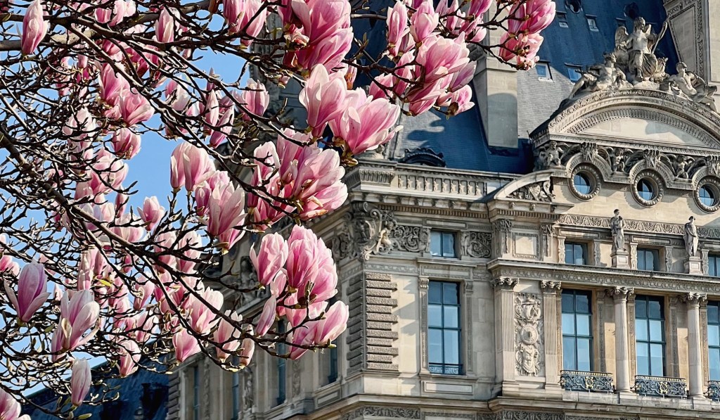 pink magnolias in the tuileries weekend links week 11