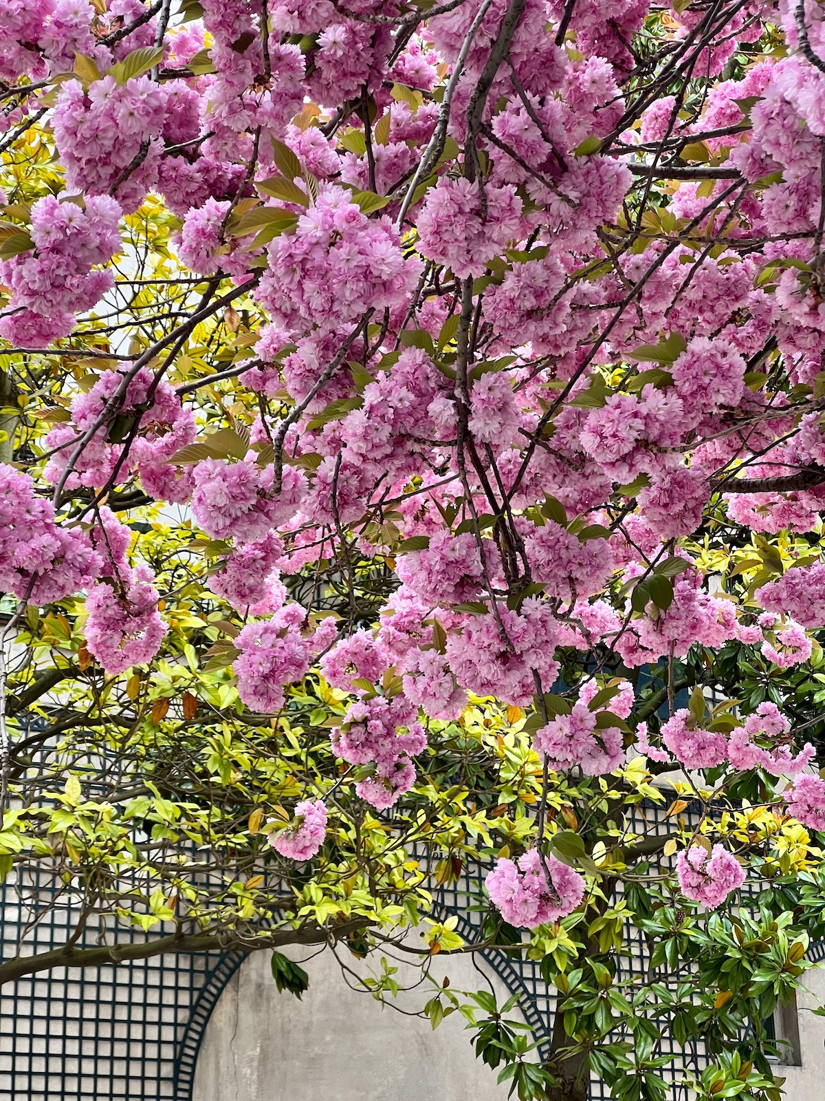 weekend links week 15 pink cherry blossoms in paris