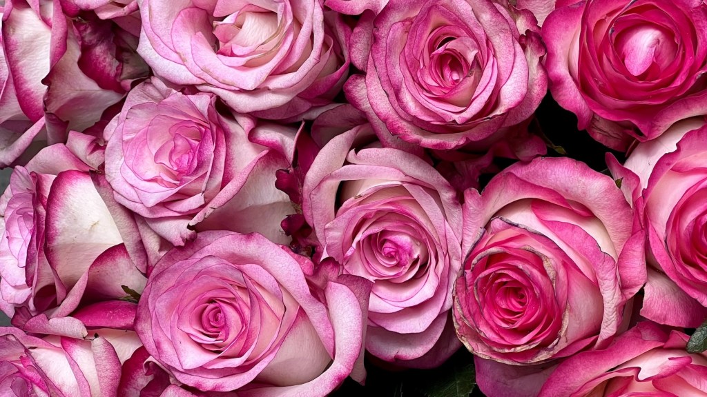 weekend links week 30 parisian roses featured