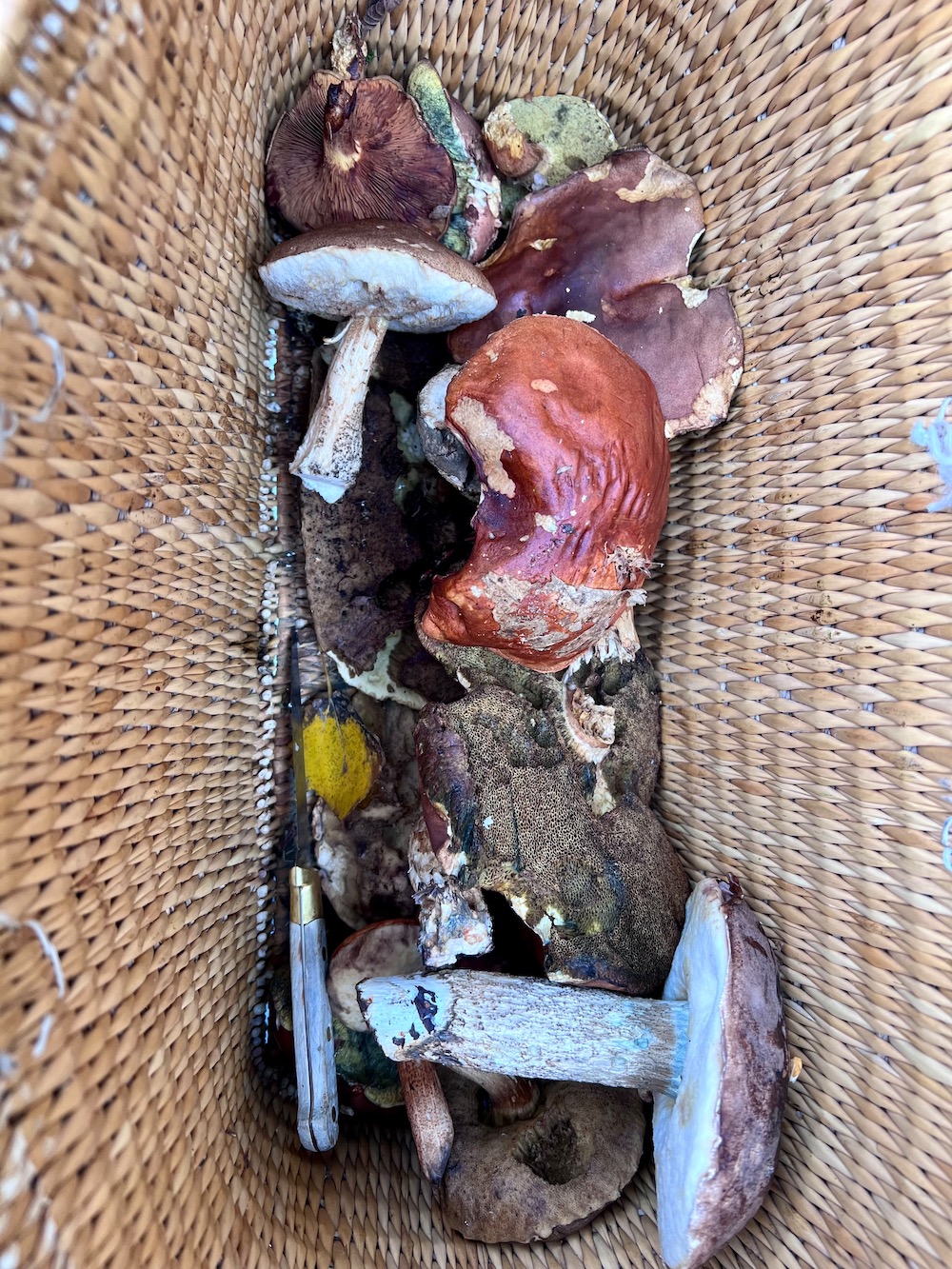 mushroom hunting in normandy