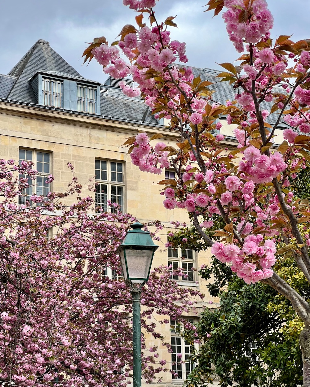 weekend links week 15 cherry blossoms in paris
