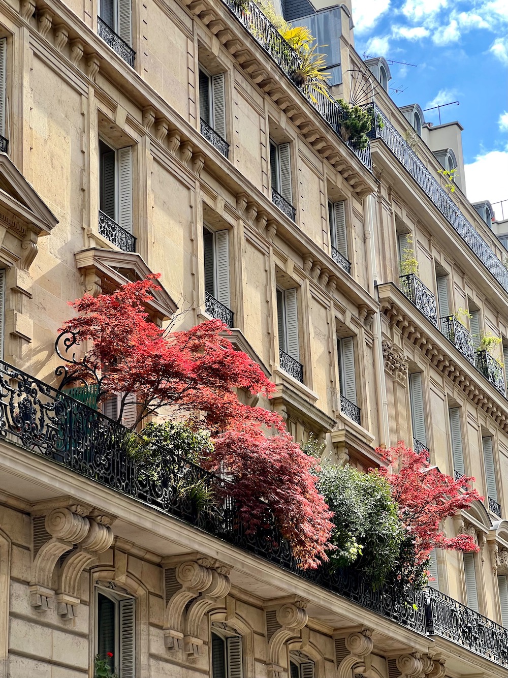 trees on a parisian balcony
