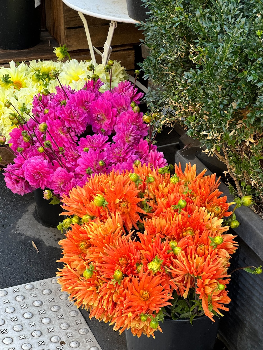 september 2024 recap dahlias