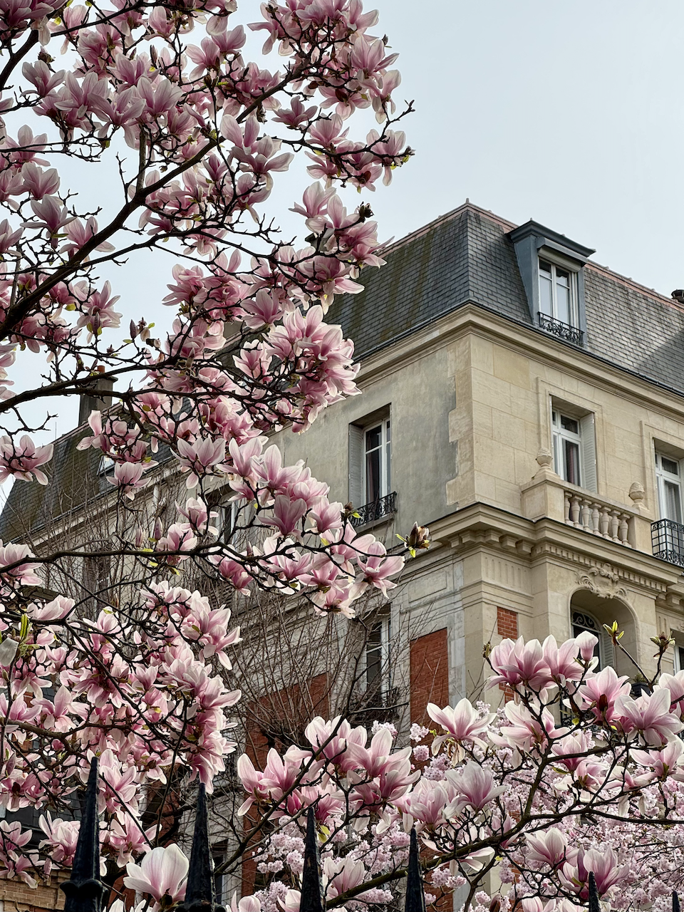 magnolias in paris march 2025 recap