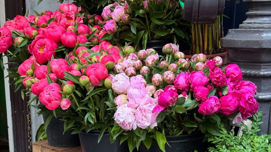 may 2026 recap peonies featured