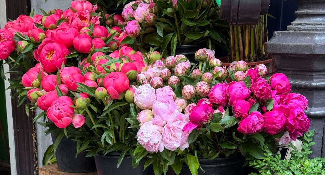 may 2026 recap peonies featured