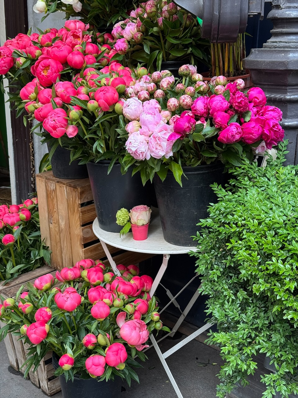 may 2026 recap peonies