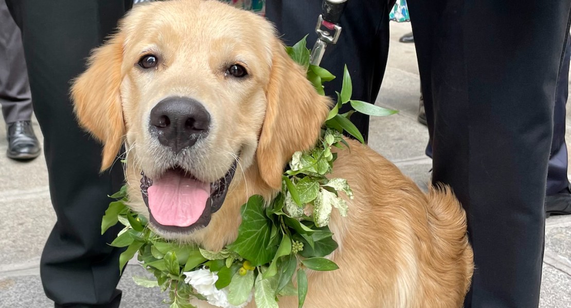 boomer wedding photo